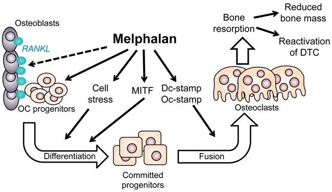 Diagram summarizing the positive effects of melphalan on osteoclast formation in this study.