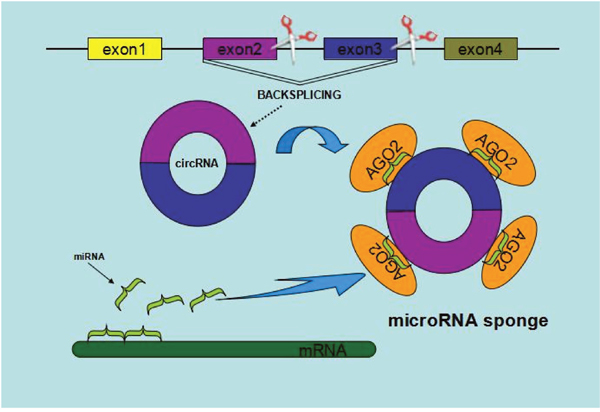 Schematic diagram of circRNAs functioning as miRNA sponges or competing endogenous RNAs.