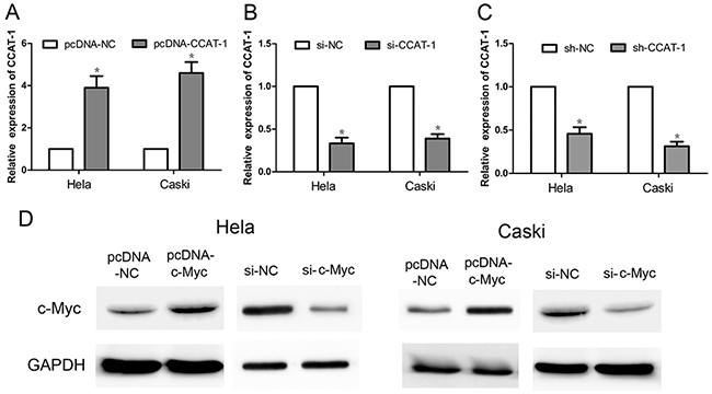 The relative expression of CCAT-1 and c-Myc after transfection of cervical cancer cells.