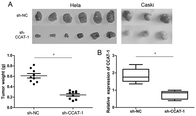 The effect of CCAT-1 on the proliferation of cervical cancer cells in vivo.