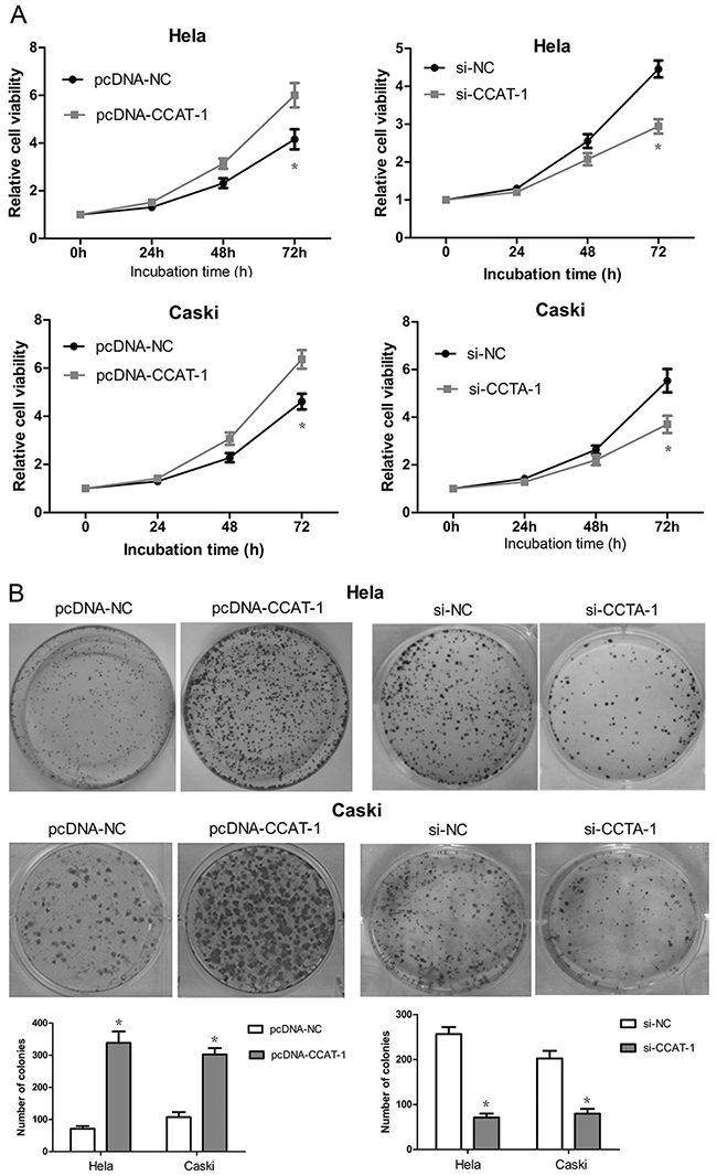 The effect of CCAT-1 on the proliferation of cervical cancer cells in vitro.