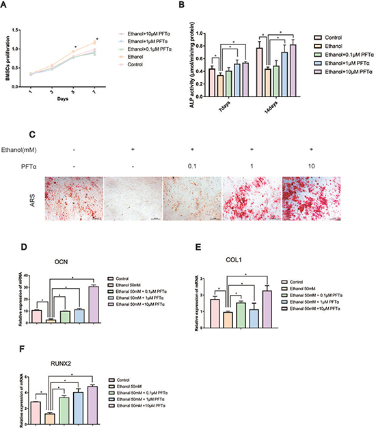 PFT&#x03B1; treatment rescued the inhibitory effect of ethanol on the osteogenic differentiation of hBMSCs.