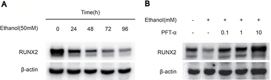 Figure 2. PFT&#x03B1; treatment rescued the inhibitory effect of ethanol on osteogenic-related protein expression in hBMSCs.