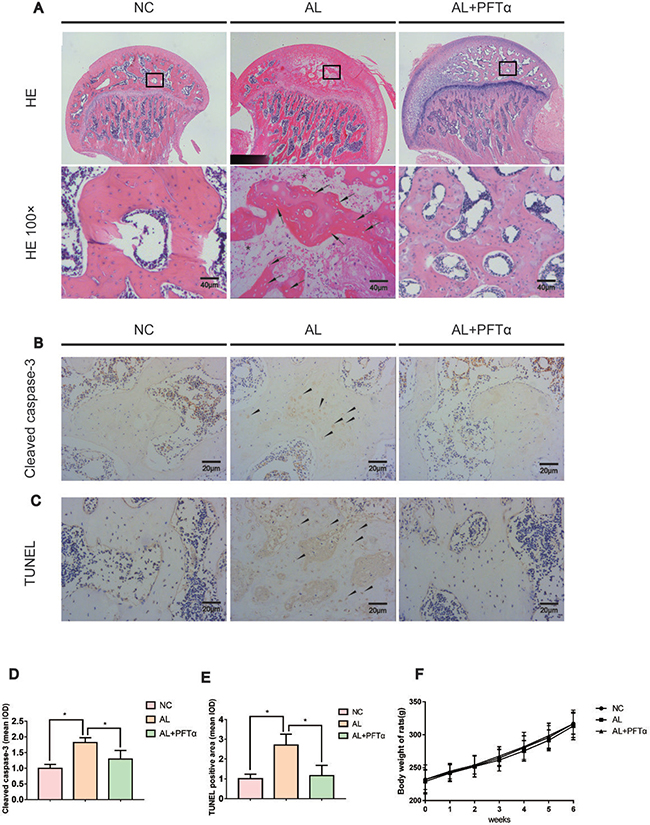The development of alcohol-induced ONFH in the rat model.