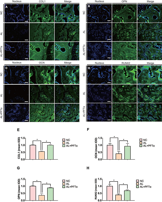 Alcohol-induced decreased osteogenic activity was rescued by PFT&#x03B1; in vivo.