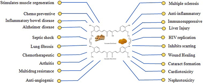 Therapeutic actions of curcumin.