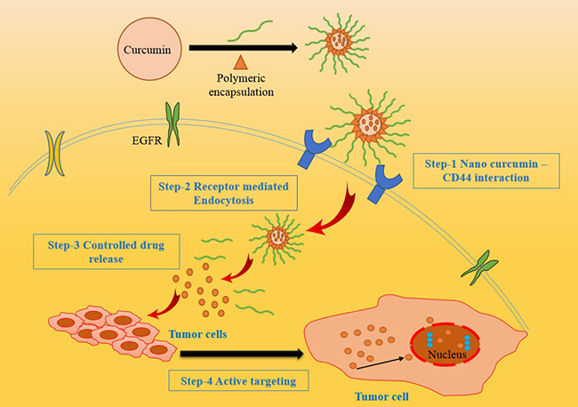 Different nano carriers of curcumin for enhanced drug delivery system.