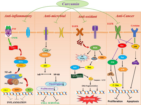 Mechanism of action of curcumin in different biomedical applications.