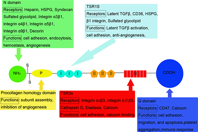 Structural and functional domains of TSP1: Mature polypeptide chains are linked by disulfide bonds.