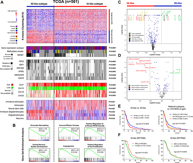 Molecular and clinical characterization of the two distinct subtypes of GBMs defined by the EGFR/VEGFA/ANXA1-centerred gene network using TCGA multi-dimensional data.