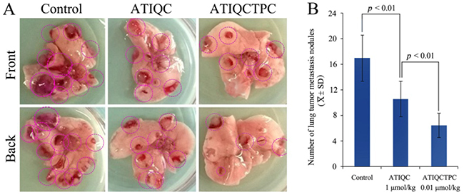 Effect of ATIQCTPC on the number of lung metastasis nodules of LLC sarcoma bearing C57BL/6 mice.