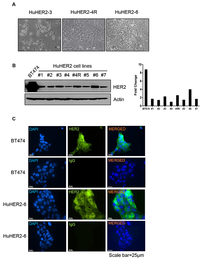 Characterization of HuHER2 cell lines overexpressing human HER2.