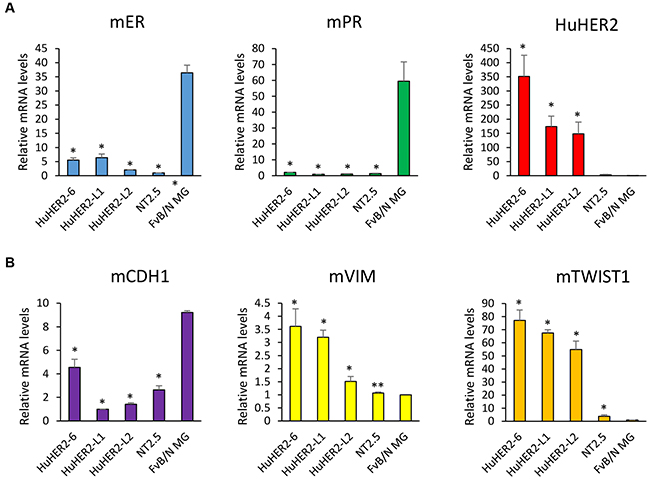 Expression of mouse ER, mouse PR, human HER2 and mouse EMT markers in HuHER2 cell lines.