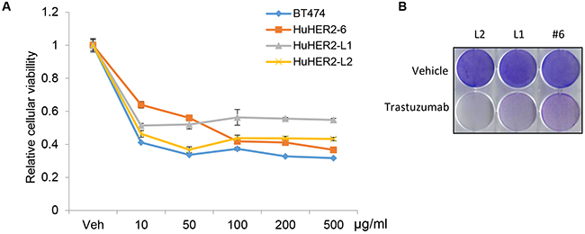 Cellular viability assay of HuHER2 cell lines exposed to trastuzumab.
