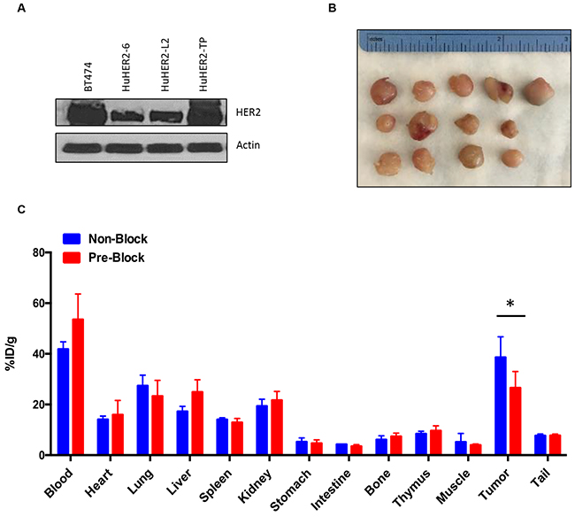 Biodistribution of 111In-DTPA-trastuzumab in HuHER2-TP cell tumor bearing HuHER2 transgenic mouse model.