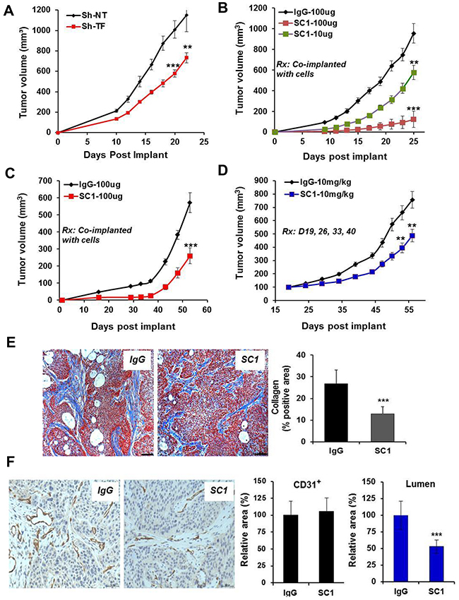 SC1 attenuates tumor growth in vivo.
