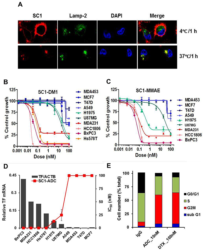 TF-ADCs potently inhibit proliferation of TF-overexpressing tumor cells.