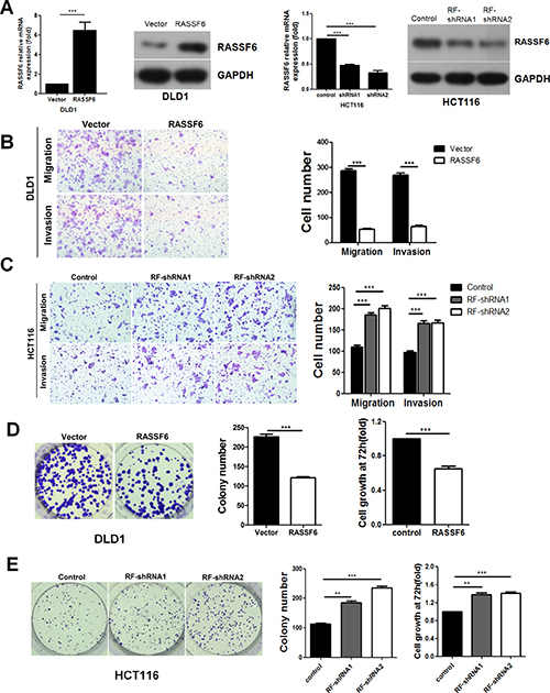 The effects of RASSF6 on cell growth and motility in colorectal cancer cell lines.
