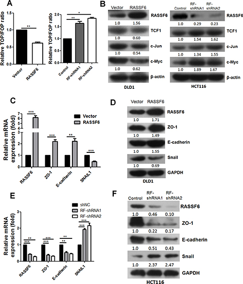 RASSF6 suppresses the Wnt signalling pathway and EMT.