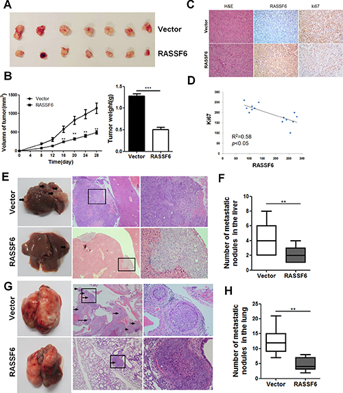 RASSF6 inhibits tumorigenesis in nude mice.
