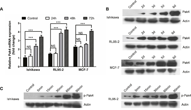 Estrogen increases Pak4 expression and activation.