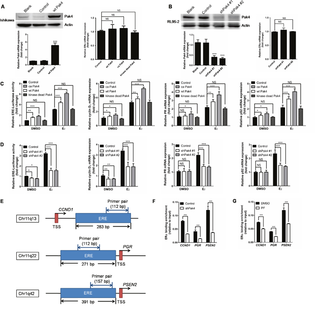 Pak4 enhances ER&#x03B1; transcription and ER&#x03B1; target gene expression.