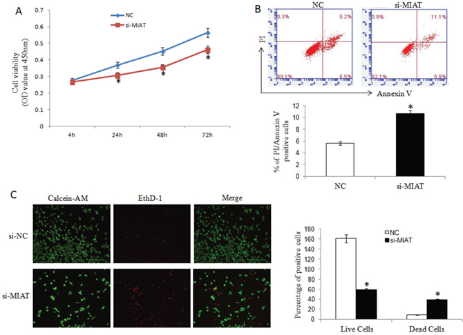 MIAT downregulation inhibited breast cancer cell proliferation and promoted apoptosis.