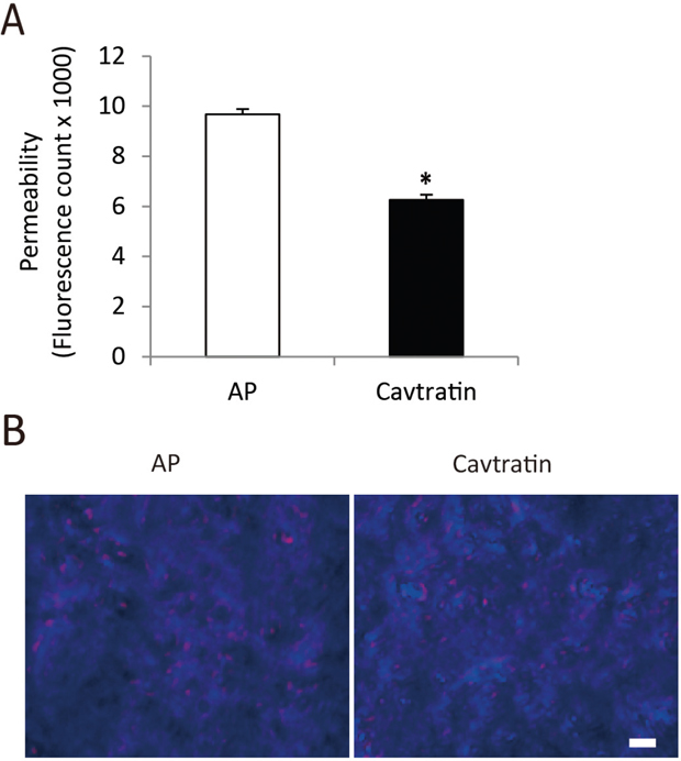 Cavtratin inhibits the permeability of endothelial cells.