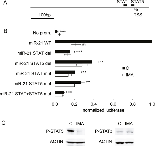 STAT binding sites are necessary for the action of imatinib on miR-21 promoter activity.