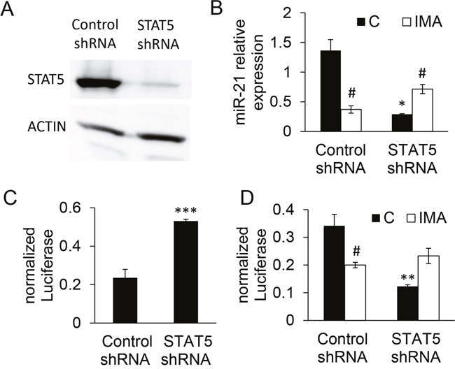 Validation and effects of STAT5 knock down on miR-21 expression in K562 cells.