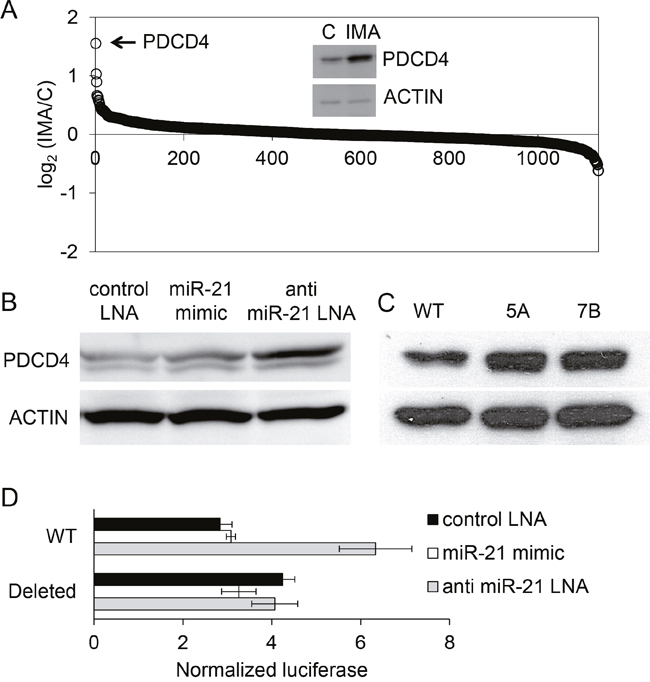 Regulation of PDCD4 expression by imatinib in K562 cells.