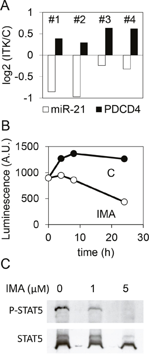 Effect of imatinib on the expression of miR-21 and PDCD4 in CML CD34+ cells.