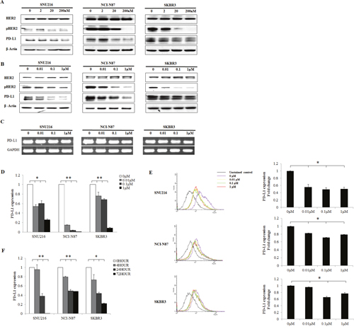 Decrease in PD-L1 expression following EGFR/HER2 inhibition in HER2-amplified cell lines.