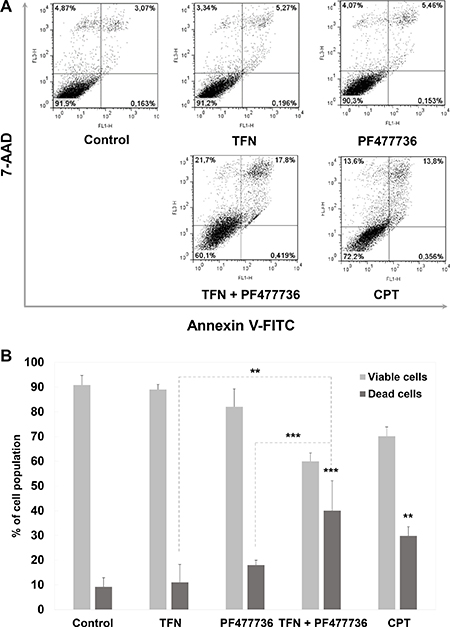 The combination of teriflunomide and PF477736 is cytotoxic in transformed mouse embryonic fibroblasts.