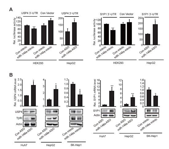 Inhibition of USP4 or S1P1 translation by miR-148a.