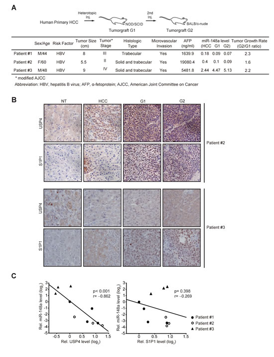 Analyses of miR-148a and its target expression levels in original HCC or engrafted tumors.