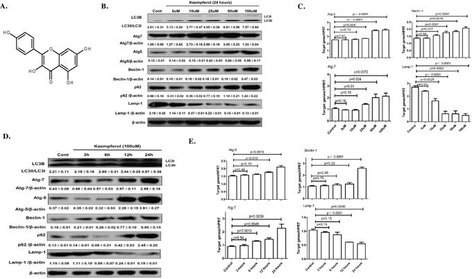 Dose- and time-dependent effects of kaempferol on protein and mRNA levels of autophagy-related genes.