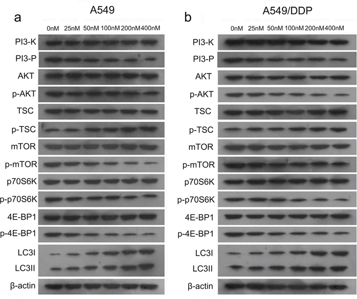 Changes in the PI3K/AKT/mTOR signaling pathway with increasing doses of T4 in A549 and A549/DDP cells.