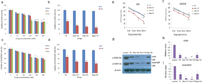 Decreased viability of A549 and A549/DDP cells following the Rap+T4, Wor+T4, and Per+T4 treatments and the altered activity of PI3K and AKT following the T4, Rap+T4, Wor+T4, and Per+T4 treatments.
