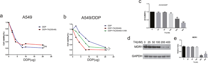 Effect of cisplatin on A549 and A549/DDP cells and the altered expression of MDR1 with increasing doses of T4 by Q-PCR and western blotting.