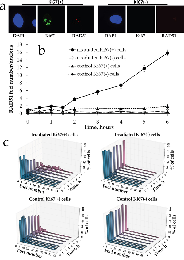 Rad51 foci formation in proliferating vs. resting MSCs exposed to prolonged X-ray irradiation.