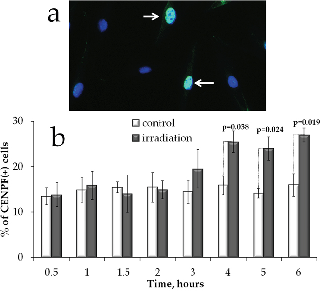 S/G2 cell cycle phases changes in MSCs exposed to prolonged irradiation.