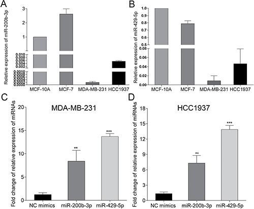 Expression of miR-200b-3p and miR-429-5p in breast cancer cell lines.