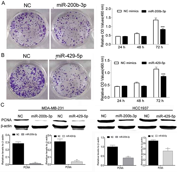 MiR-200b-3p and miR-429-5p suppressed proliferation of TNBC cells.