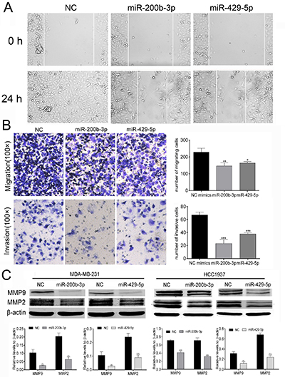 MiR-200b-3p and miR-429-5p suppressed the mobility of TNBC cells.