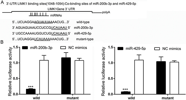LIMK1 is a direct target gene of miR-200b-3p and miR-429-5p in TNBC cells.