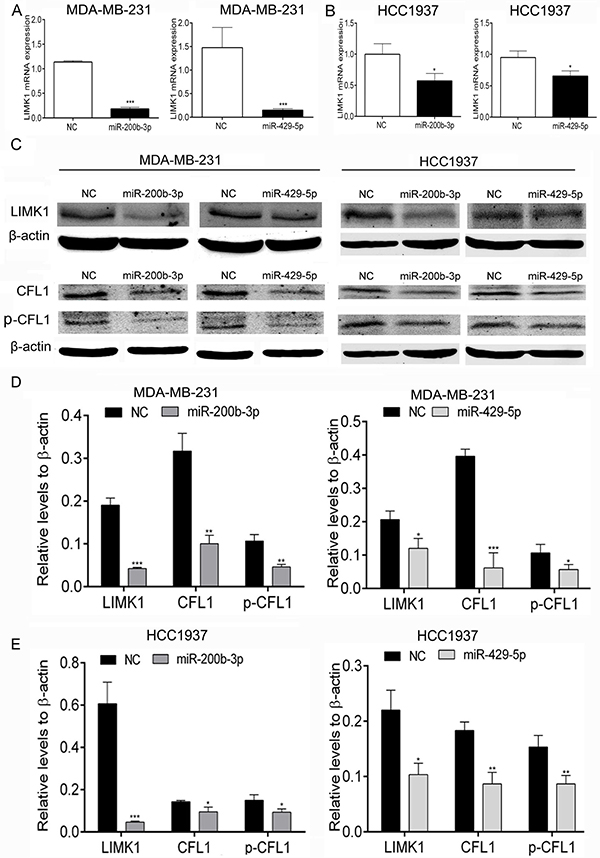MiR-200b-3p and miR-429-5p suppressed expression of LIMK1 and its substrate CFL1 in TNBC cells.