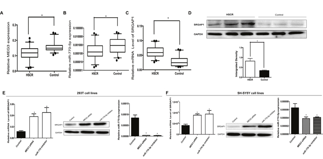 The lncRNA MEG3 positively correlates with miR-770-5p expression in HSCR patients.