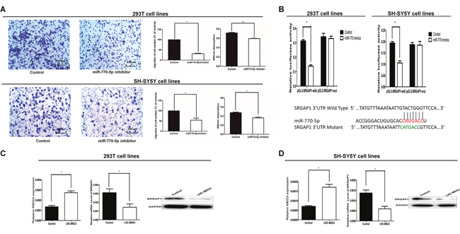 SRGAP1 is a downstream target of MEG3/miR-770-5p.