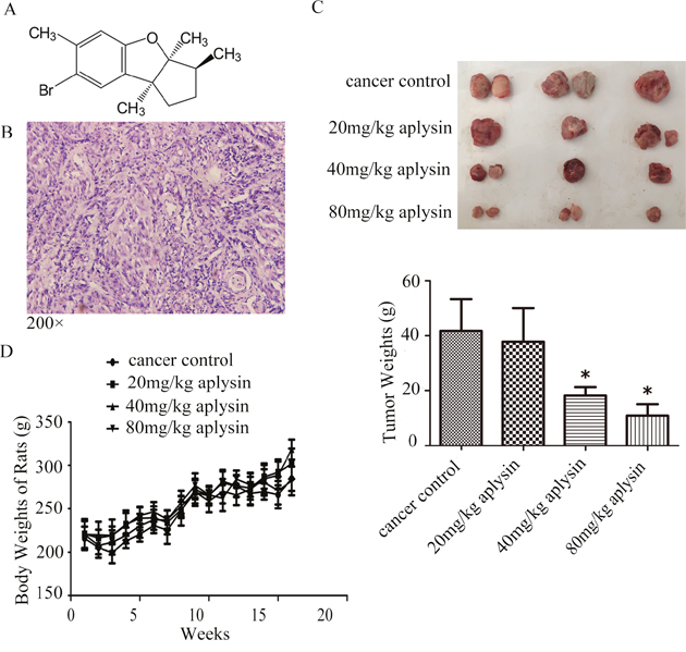 Aplysin inhibited the growth of breast tumors in vivo.